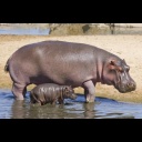hippo.jpg
